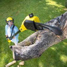 Best Lawn Disease Treatment  in Strasburg, CO