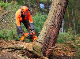 Best Stump Grinding and Removal  in Strasburg, CO