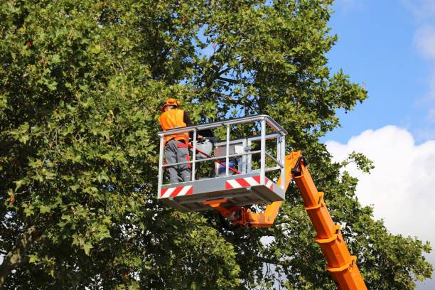 Best Leaf Removal  in Strasburg, CO