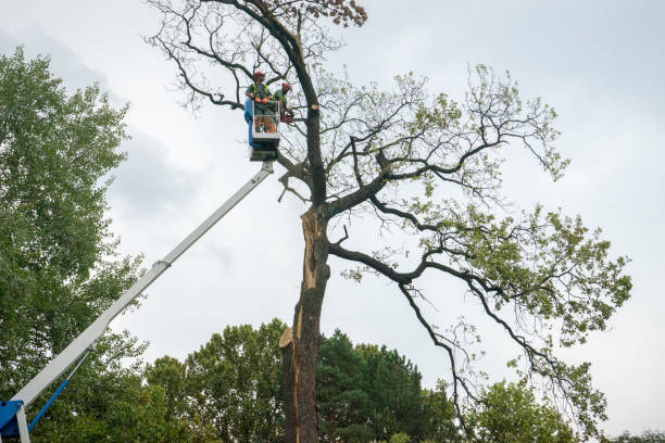 Best Tree and Shrub Care  in Strasburg, CO