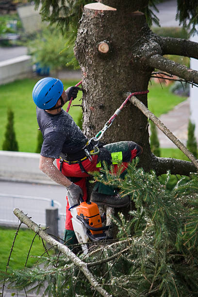 Best Fruit Tree Pruning  in Strasburg, CO