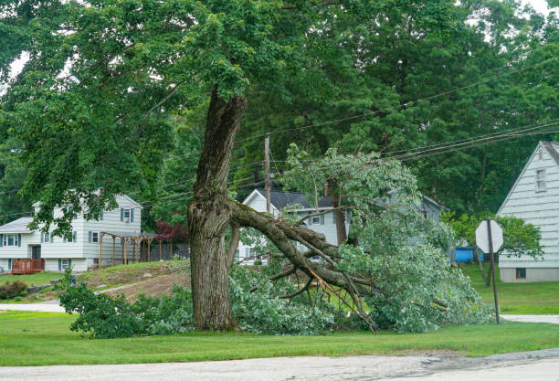 Best Tree Maintenance Programs  in Strasburg, CO