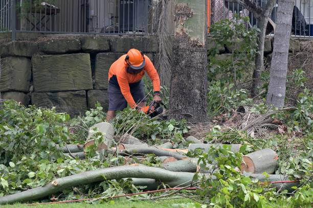 Best Tree Removal  in Strasburg, CO
