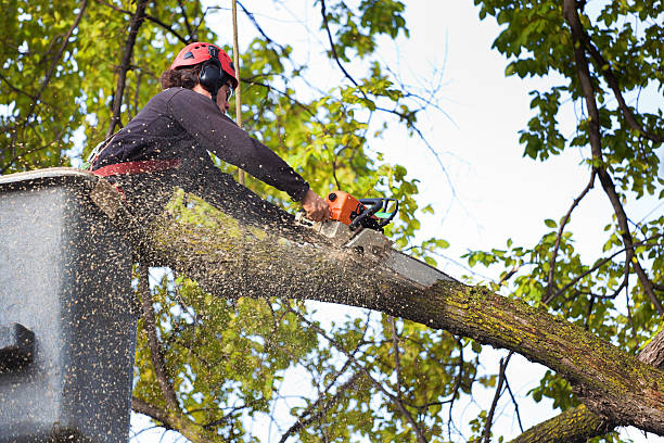 Best Organic Lawn Care Solutions  in Strasburg, CO